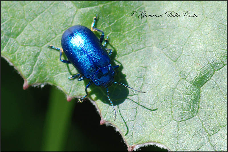 Altro coleottero: Oreina cacaliae